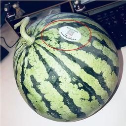 西双版纳网红吃瓜,揭秘热带风情下的美食诱惑