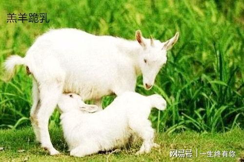 网红小羊吃瓜视频大全,趣味横生的娱乐圈幕后揭秘