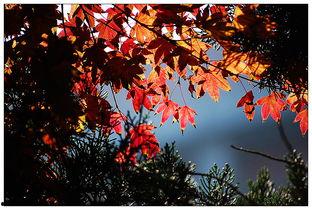 在线无码枫,探索在线无码枫的奇幻世界